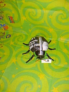 Bug Picture