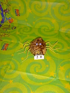 Bug Picture